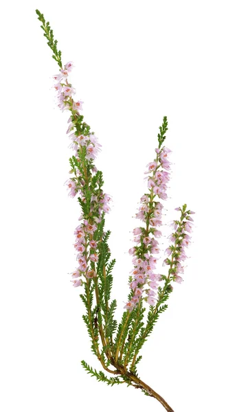 Light pink blossoming heather branch — Stock Photo, Image