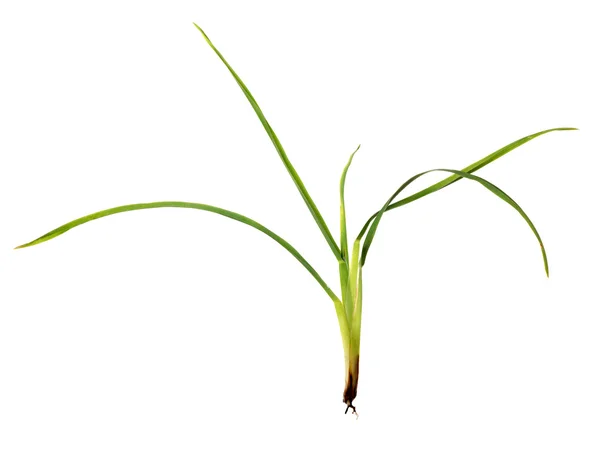 Зелёная трава — стоковое фото