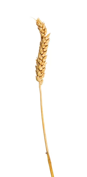 Single ear of wheat without awns — Stock Photo, Image