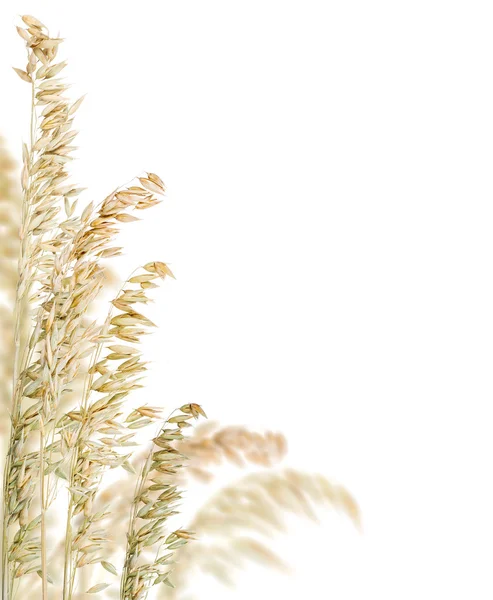 Canto de aveia de cor clara isolado no branco — Fotografia de Stock