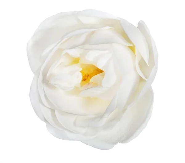 Белый бриер изолированный один цветок — стоковое фото