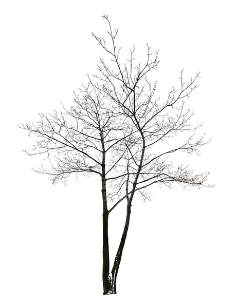 Beyaz çıplak Akça ağaç üzerinde izole — Stok fotoğraf