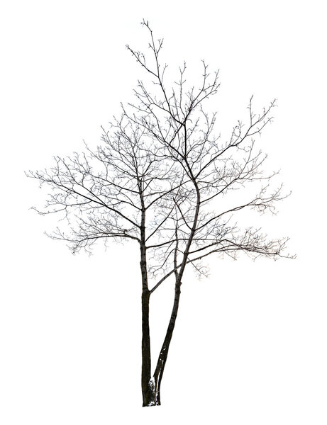 isolated on white bare maple tree