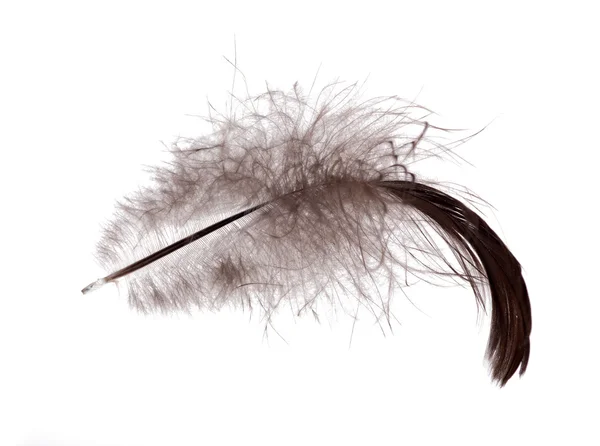 Темное пушистое перо, изолированное на белом — стоковое фото