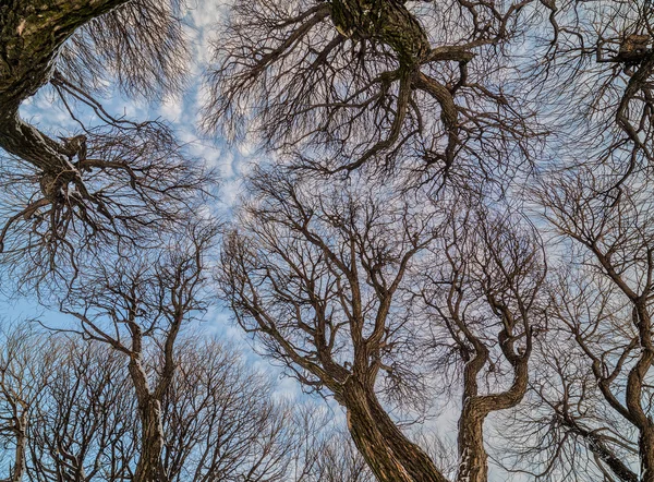 Arrière-plan des arbres nus d'hiver — Photo