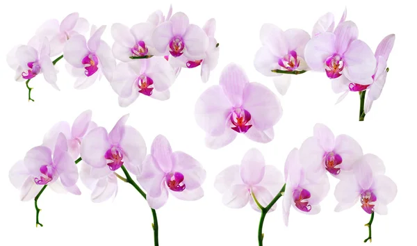 Reihe isolierter rosa Orchideen — Stockfoto