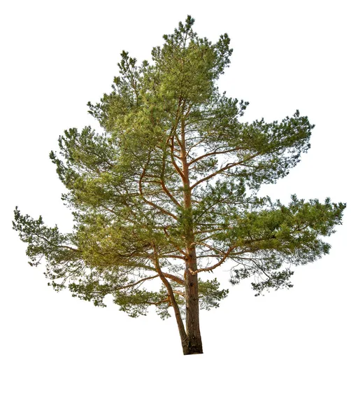 Enkele groene pijnbomen geïsoleerd op wit — Stockfoto