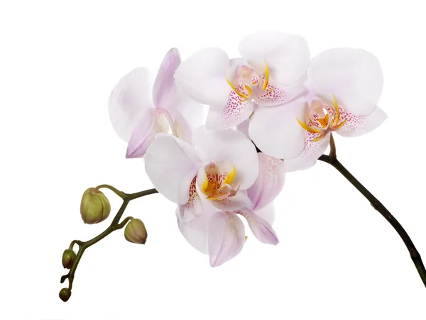 Orchids with pink spotted centers on branch — Stock Photo, Image