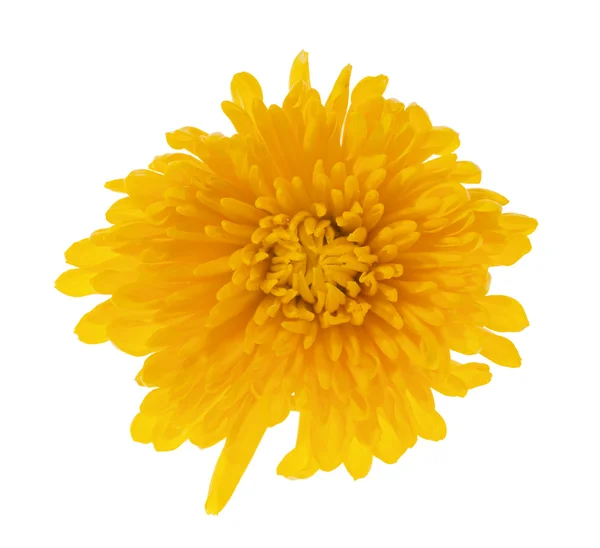 Single deep yellow color flower — Stock Photo, Image