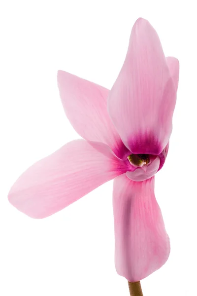 Velké izolované na bílém světle růžový květ — Stock fotografie