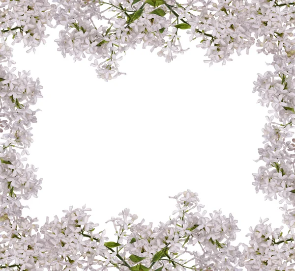 Moldura de ramos lilás branco isolado — Fotografia de Stock