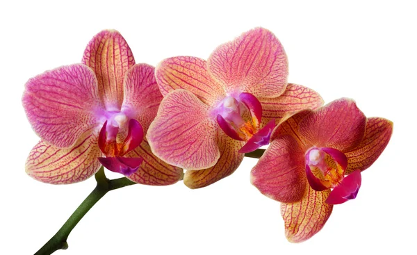 Rosa e laranja três orquídeas no ramo — Fotografia de Stock