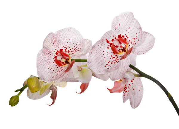 Orchids with large red spots — Stock Photo, Image