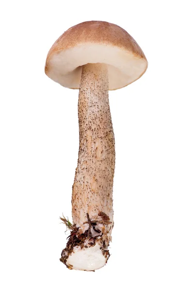 白色衬底上的棕色桦木牛肝菌 — 图库照片