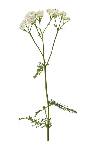Common yarrow flower isolated on white — Stock Photo, Image
