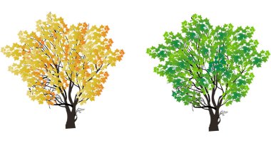 beyaz izole yaz ve sonbaharda akçaağaç