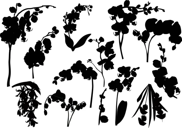 Serie di silhouette di rami di orchidea — Vettoriale Stock