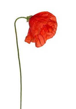 Beyaz vahşi küçük poppy