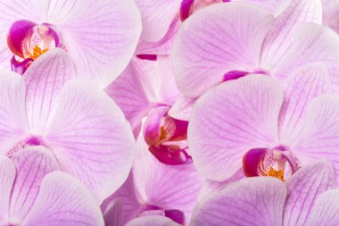 hafif pembe orkide çiçekleri arka plan