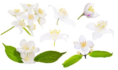 izole Yasemin çiçekleri kümesi