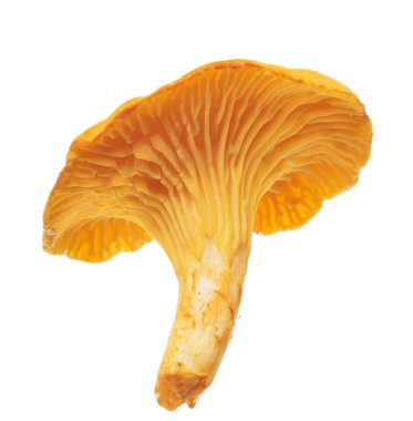 beyaz izole altın tek Cantharellus cibarius