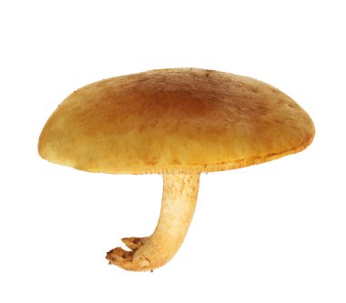 beyaz izole sarı hypholoma capnoides