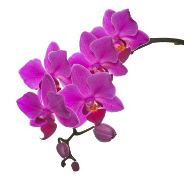 karanlık küçük pembe orkide çiçek şube