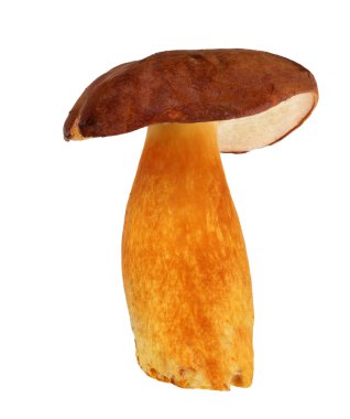 defne bolete üzerinde beyaz izole