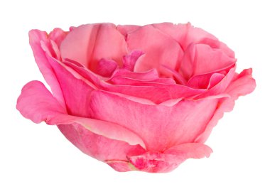 pembe Gül tek çiçek üzerinde beyaz izole