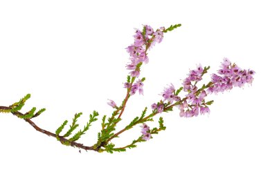 izole pembe heather çiçek şube