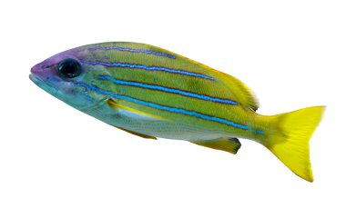 mavi şeritler ile balık