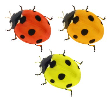 üç renk yedi ponts ladybirds
