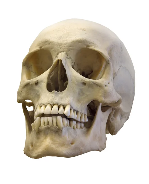 Vecchio cranio isolato su bianco — Foto Stock