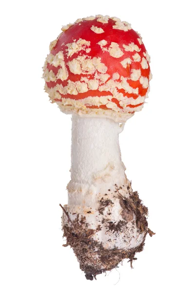 Küçük kırmızı sinek üzerinde beyaz izole agaric — Stok fotoğraf