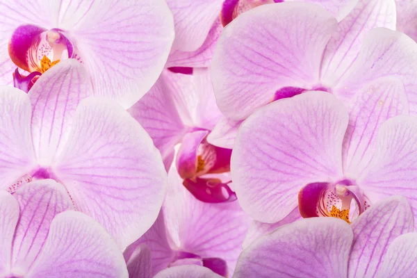 Světle růžové květy orchidejí pozadí — Stock fotografie