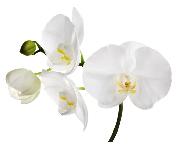 Velké izolované bílé květy orchidejí — Stock fotografie