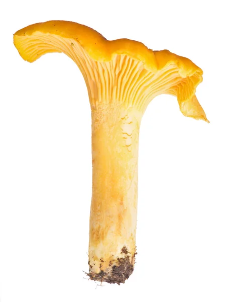 Golden single chanterelle isolated on white — Stock Photo, Image