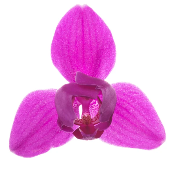 Einzige rosa Orchidee mit drei großen Blütenblättern — Stockfoto