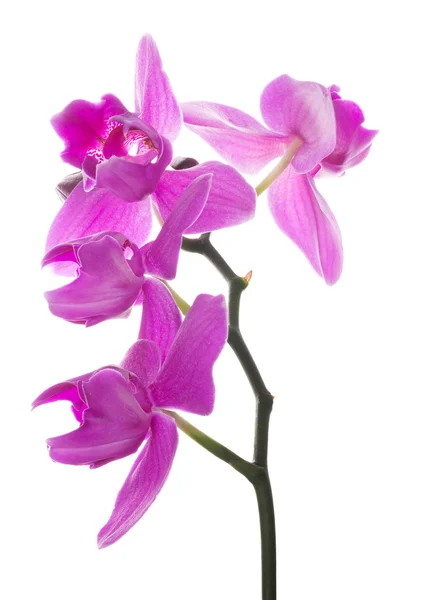 Rama con tres pétalos orquídeas rosadas sobre blanco —  Fotos de Stock
