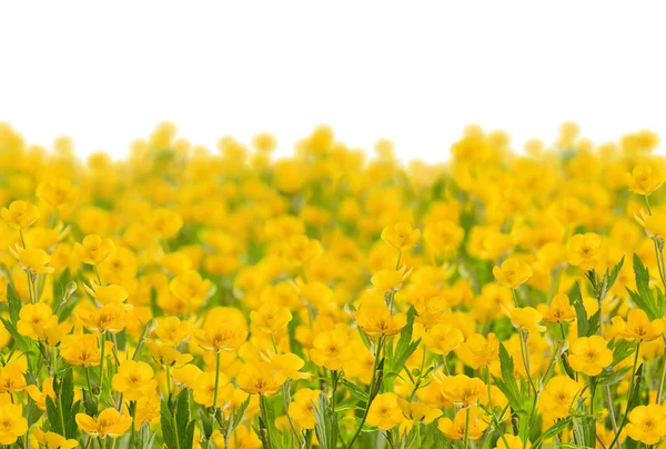 孤立した黄色のキンポウゲ花畑 — ストック写真