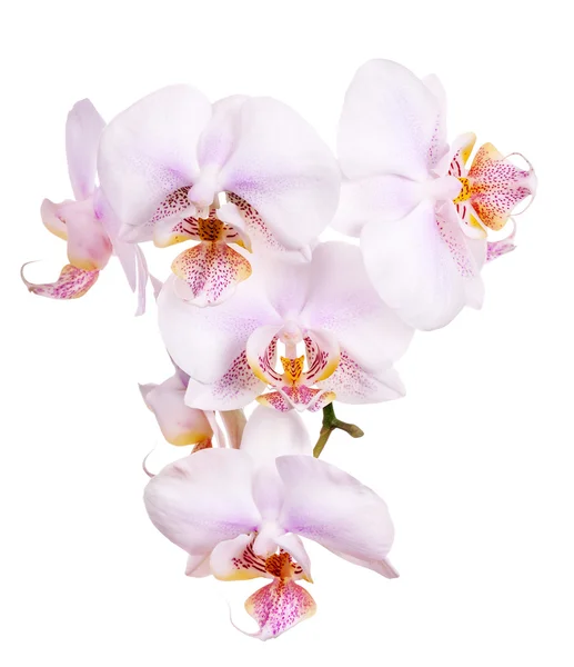 Orchidea virágok rózsaszín pettyes központok — Stock Fotó