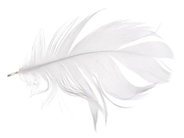 Világos szürke libatoll elszigetelt fehér — Stock Fotó