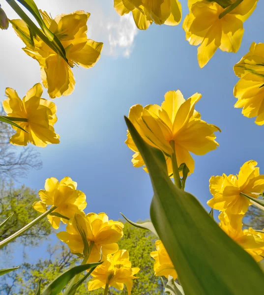 Gele tulpen groeien tot blauwe hemel — Stockfoto