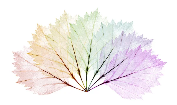 Arco-íris folhas esqueletos isolados no branco — Fotografia de Stock