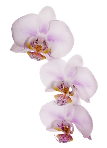 Drei hellrosa Orchideen in Flecken — Stockfoto