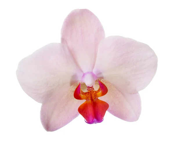 Krem kolorowe pojedynczy kwiat orchidei — Zdjęcie stockowe