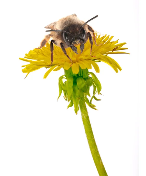 Bee and yellow dandelion on white — Stock Photo, Image