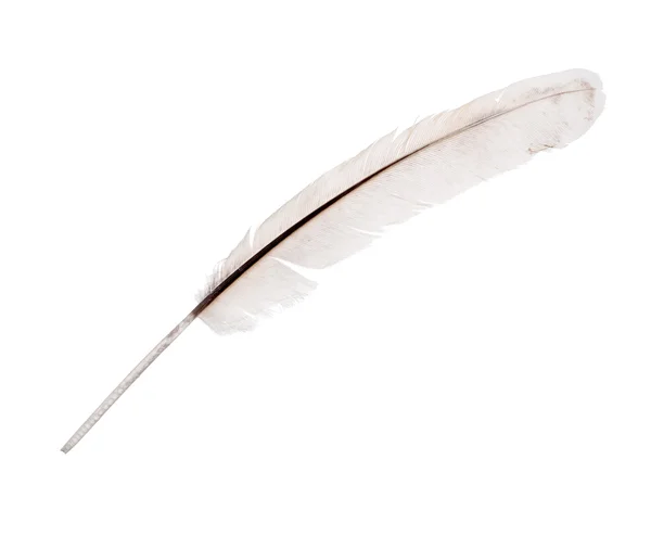 Light grey one rooster feather isolated on white — Stock Photo, Image