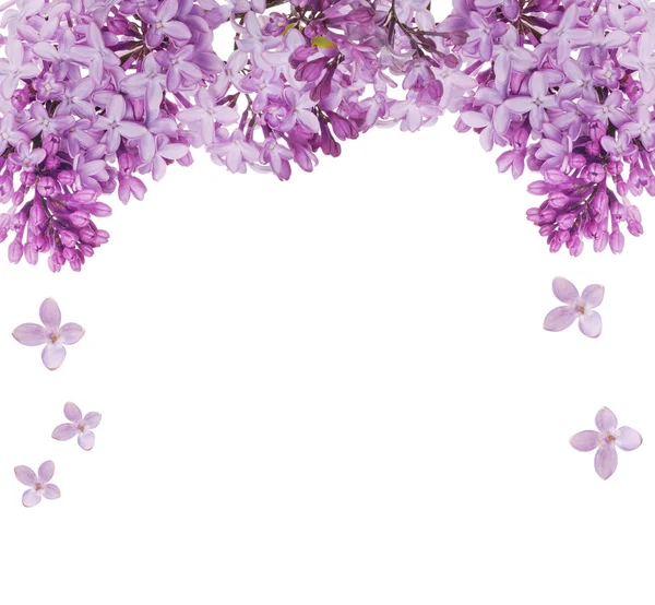 Lush lilac flower isolated half frame — Stock Photo, Image