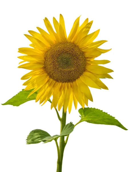 Single isolated sunflower on white — Stock Photo, Image